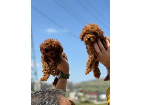 Ankaranın en güzel toy poodle yavruları