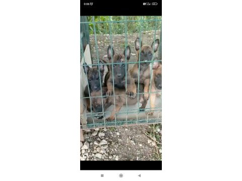 A kalite malinois beslemek isteyenler buyursun