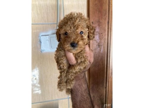 Toy poodle çokomeller