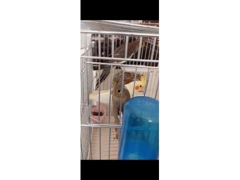 2 aylık sultan papağanları
