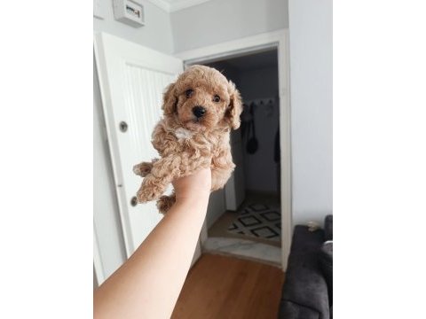 Maltipoo yavru köpekler