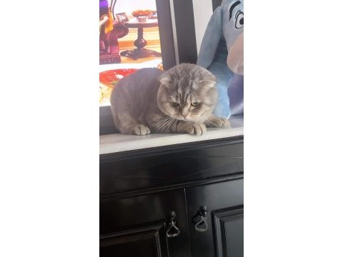 Scottish fold floki ye acil yuva