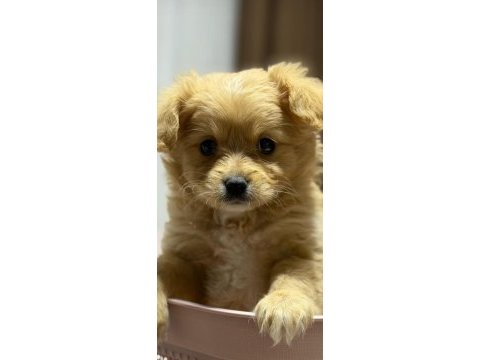 Maltipoo yavru 3 aylik