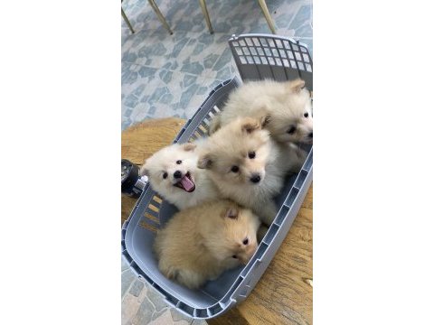 4 adet dişi erkek pomeranian