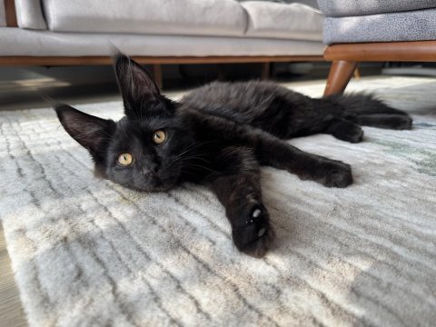 4 aylık safkan maine coon
