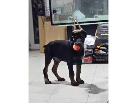 Safkan doberman
