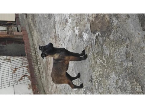 Yavru malinois köpekler