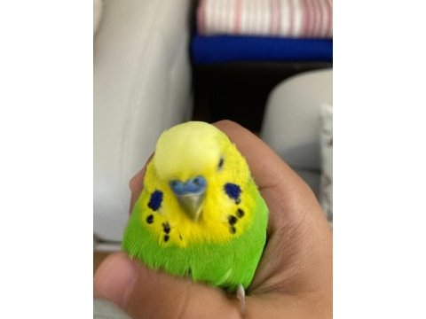 Jumbo çift konuşan muhabbet kuşu