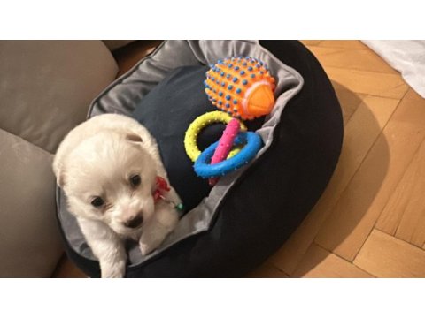 Maltipoo yavru dişi köpeğimiz