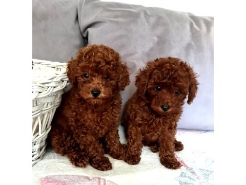 Sahibinden boy garantili orijinal red toy poodle