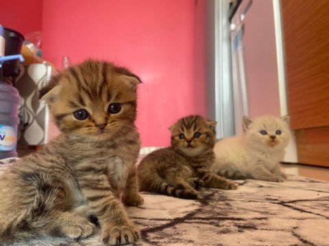 British shorthair şeker parem