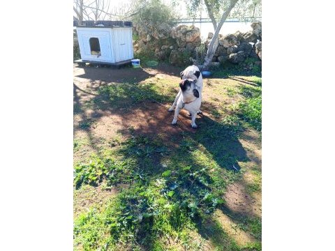 Satılık pug köpeği