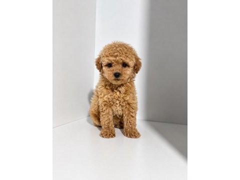 Üst kalite maltipoo yavrularımız 