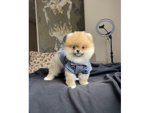 Boo surat pomeranian yavrular