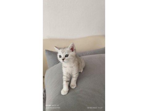 Silver güzellik british shorthair kedimiz
