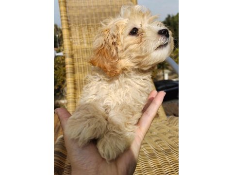 Şeker bebek maltipoo senin olsun!