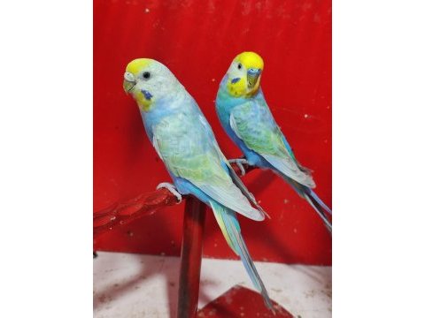 Rainbow takım ve yavru muhabbet kuşlar