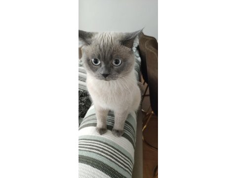 British blue point 1 yaşında