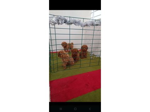 Toy poodle köpekleri