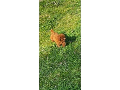 Sağlık ve ırk garantili poodle yavrular