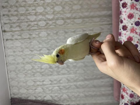 Lutino sultan papağanı