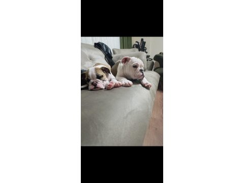 English bulldog yavrular izmir
