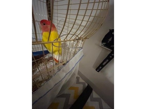 1 yaşında sevda papağanı