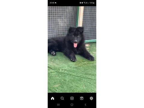 Full black alman çoban köpeği yavruları rezerve