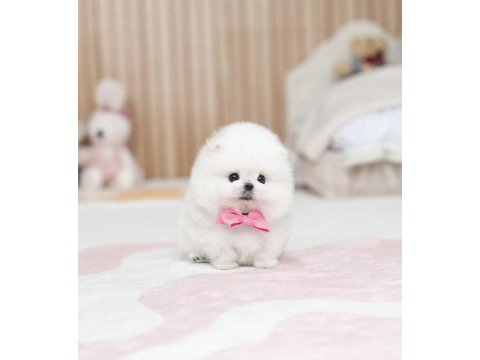 Özel seçilmiş pomeranian yavrusu