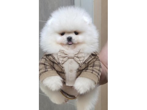 Üst kalite kar beyaz ayıcık yüz pomeranian boo erkek