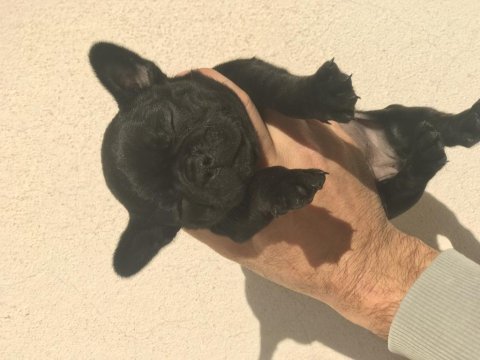 Black french bulldog anatomi harikası mikro bir dişi