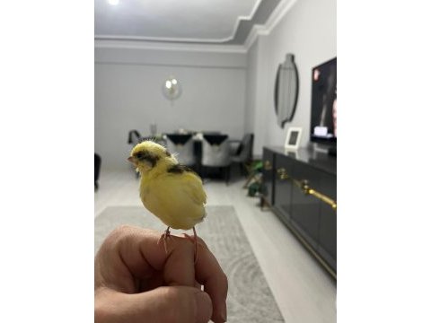Takım ve yavru kanarya