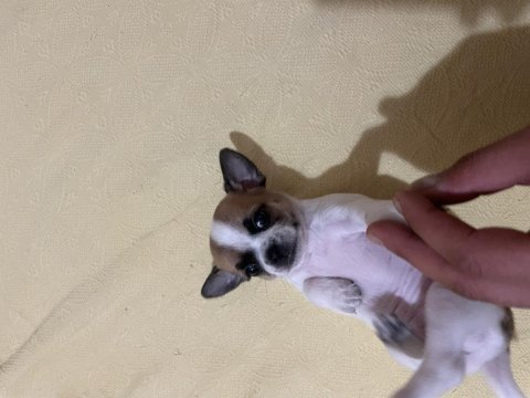 Elma kafa dişi chihuahua 35 günlük