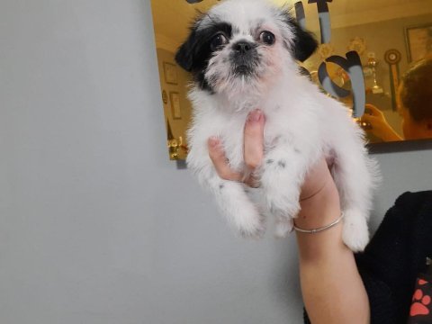 3 aylık dişi sevimli morkie kızımız