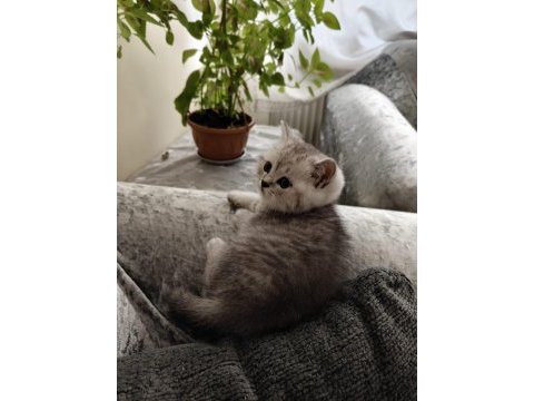 British shorthair erkek yavru