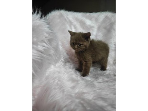 Cinnamon dişi british shorthair
