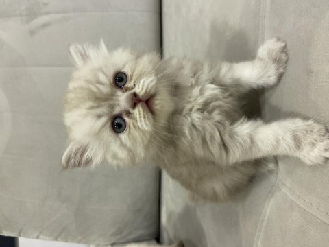 British longhair 43 günlük yavru kedimiz