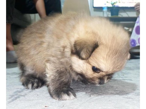 Pomeranian erkek
