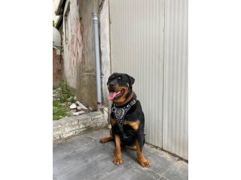 1 yaşında rottweiler nacar arex