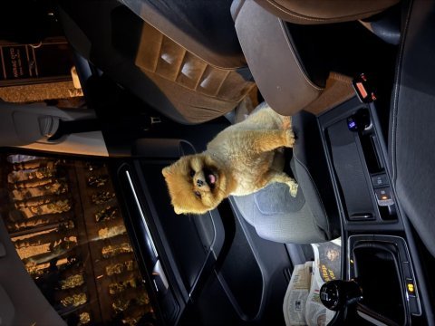 Pomeranian ayı surat ezel