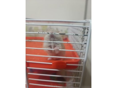 Kahverengi hamster yavrular