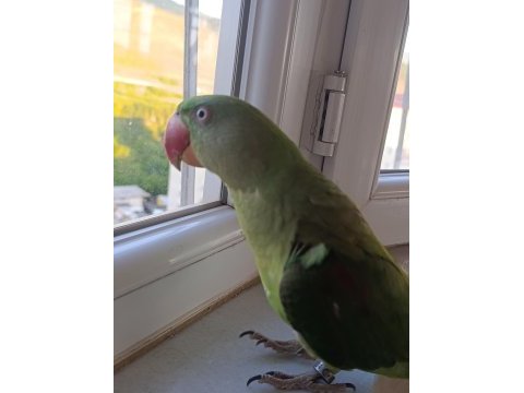 Erkek yavru alexander