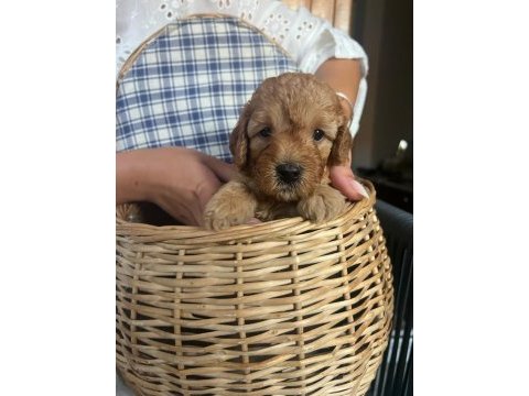 Bebeklerimiz yeni yuvalarını arıyor toy poodle