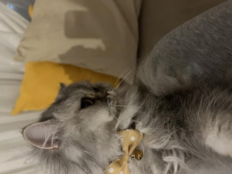 Chinchilla yuva arıyoruz