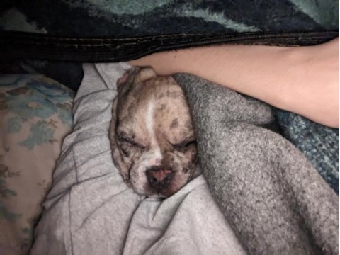 Fransız bulldog köpeği yavrusu ev arıyor
