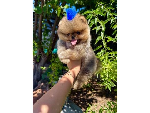 Orjinal pomeranian boo