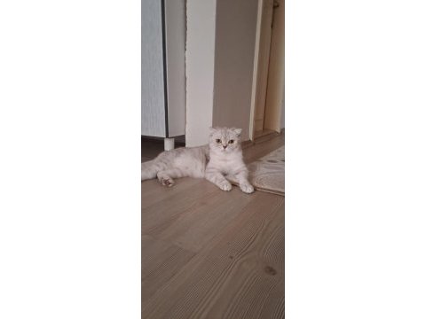 Damızlık dişi british shorthair
