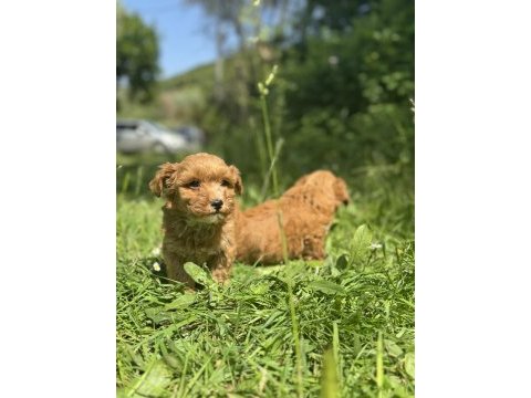 Anne altından maltipoo