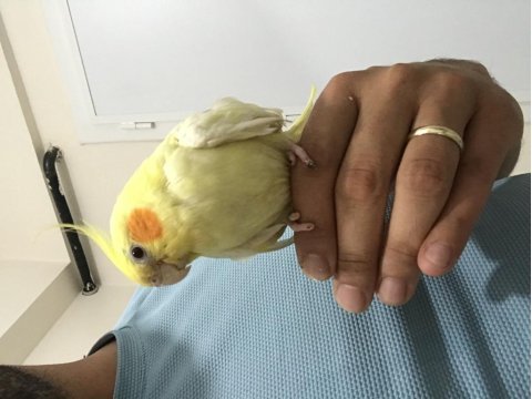Dişi sultan papağanı