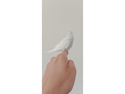 Yeme düşmüş yavru muhabbet kuşu